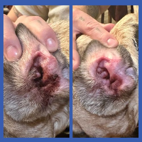 Moose before and after - Week 1 vs Week 3